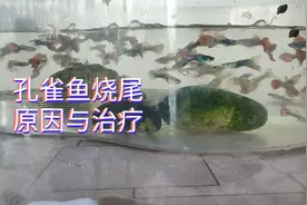 孔雀鱼尾巴被狗啃了，那是烧尾的症状，余月分享烧尾的原因与治疗