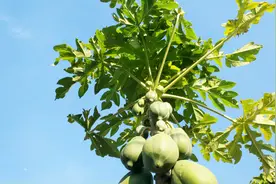 热带植物-木瓜树视频封面