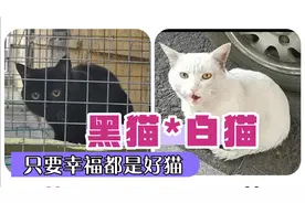 黑猫羡慕白猫，白猫向往黑猫！到底谁才是好猫？