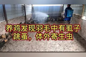 当我们养鸡发现鸡身上有体外寄生虫，如何去治疗用药视频封面