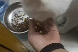 猫咪挑食，只有放到手上才肯吃粮食，什么毛病！视频封面