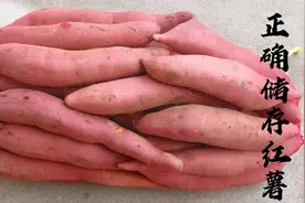 保存红薯有绝招，简单2步，越放越甜，便宜多存点，放半年坏不了