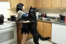 女主人刚回到家，大黑狗就冲过来抱着，真是太乖巧了！视频封面