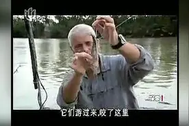 河中巨怪-淡水魟