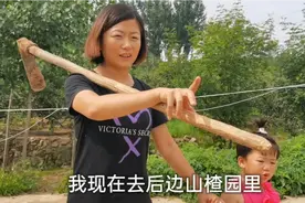 山楂不用花钱买，在家自己种移栽就成活，多年种苗经验分享给大家