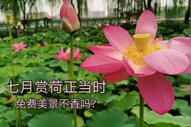 七月赏荷花正当时，来北京莲花池公园打卡，免费美景不香吗？视频封面