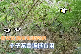 看见长满毛毛虫的树，你知道它是啥树吗