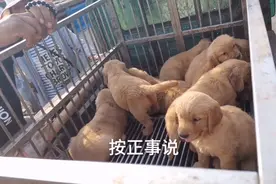 金毛一窝生了15个，到狗市不到十分钟直接一窝端，主人开心的笑视频封面