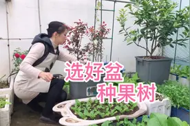 阳台种果树，种一次年年吃，果树种植盆选择经验分享给你视频封面