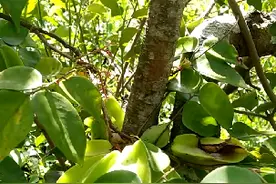 寄生茶中的精品，降血压茶！