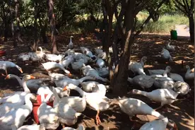 大鹅翅膀下垂离群，食欲不振，这是大病前兆，千万要注意