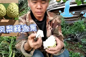 阿郑种的释迦果树，那么一小棵就让它结果了视频封面