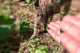 被抛弃的小狸花猫，再次选择相信人类！我一定要加倍对它好视频封面