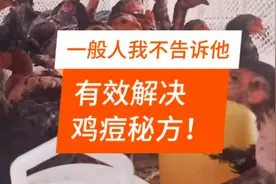 养鸡五十年经验之谈！中草药🌿💊去除鸡痘！一般人我不告诉他