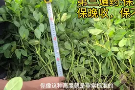 花生套餐第三遍药什么时候打？收花生时候花生高度多少最合适？视频封面