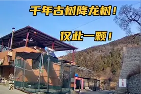 济南捎近村千年降龙树！全国唯一的古树有啥不一样？实地来看看视频封面