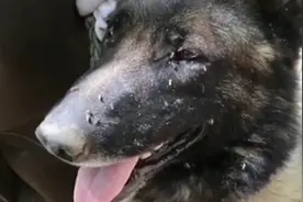 这可能是中国蚊子最多的地方，军犬都被咬死，但解放军无惧