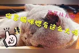 怎么样帮助猫咪发腮，猫咪发腮关键在这里，再也不用羡慕别人家了