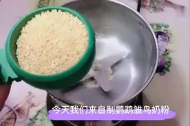 自制鹦鹉奶粉简单好学
