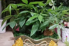 发财树换盆及后期养护应注意事项视频封面