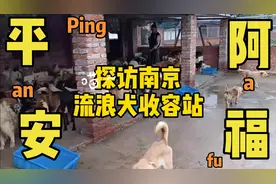 南京最大的流浪狗收容站是什么样的？一起去看一看吧！视频封面