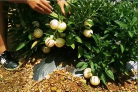 人生果到底是结树上的？还是长地里的？第一次见识