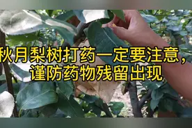 秋月梨树打药一定要注意，谨防药物残留出现