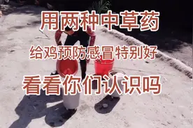 小伙养鸡有方法，两种中药轻松把感冒来预防，值得学习视频封面