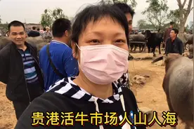 今天贵港活牛交易市场人山人海，人多牛更多，交易好活跃。视频封面