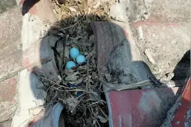刘哥上房修屋顶，竟然发现三颗蓝色蛋，这是什么鸟的蛋呢？视频封面
