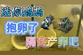 迷你鹦鹉母鱼肚子发红抱卵了，赶紧搬家隔离单养有利于产卵