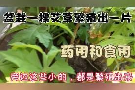 阳台上盆栽一棵艾草，繁殖一片出来，又可以药用和食用，太值了