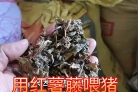 晒干的红薯藤喂猪 ，不仅节约成本，这样的猪肉有钱都买不到！