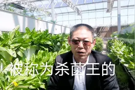 农村杀菌王乙蒜素，细真菌通杀，杀菌广无抗性无污染教