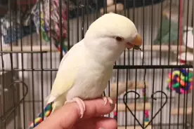 鹦鹉对红色很敏感吗？小鹦鹉一看到红色玩具就暴躁攻击