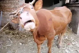 农家大院牲畜大全！牛羊猪狗鸡鸭！你想吃哪个？