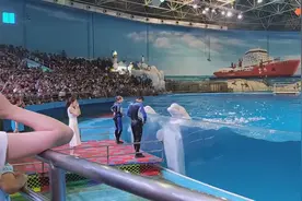 白鲸VS海豚表演，非常震撼，极地海洋世界好玩到爆，小伙伴嗨起来