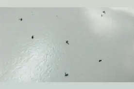 为什么家里小飞虫越来越多？今天我可算知道其中原因，学会不亏