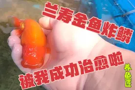 兰寿金鱼炸鳞怎么治疗？我用这个方法历时半个月治愈了，分享出来