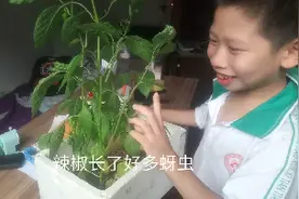 阳台上种植的辣椒苗长满了蚜虫，怎么办?用一招快速搞定它