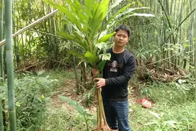 一种不起眼的植物，它就在竹林里，叫做（野生姜）有健脾补虚开胃