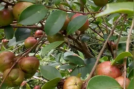 我国第一个油茶良种——岑溪软枝油茶，茶油竟然卖到80元一斤！视频封面