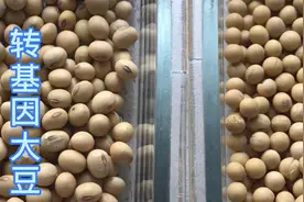 两种大豆继续发芽试验，24小时后这样了