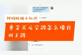 网购鸽子骗局被识破！小伙网上500块买元宝鸽，看到鸽子傻眼了！视频封面