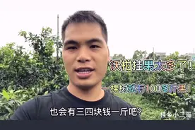 种植了20多亩沃柑，一棵果树挂果就有100多斤，这产量太吓人了！视频封面