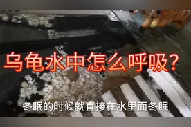 乌龟在水中冬眠，乌龟在水中怎么呼吸？
