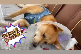 狗狗被无情绝育，委屈得像个孩子哭了起来，好心疼！