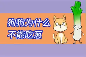 狗不能吃葱的原理你知道吗