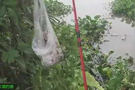 提钓来到小河边用虾子做鱼饵，钓竿拉动就收获一条大口鲶视频封面