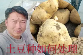 刚买的土豆种就长满了芽，这些芽该如何处理呢？看看大兵是咋做的